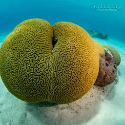Brain Coral, photo 7