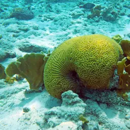 Brain Coral, photo 8