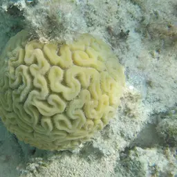 Brain Coral, photo 9