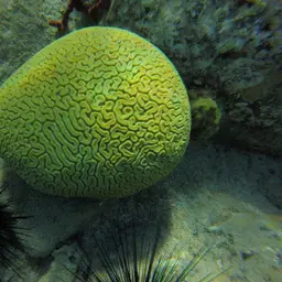 Brain Coral, photo 10