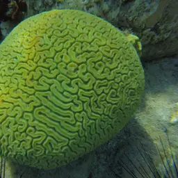 Brain Coral, photo 11