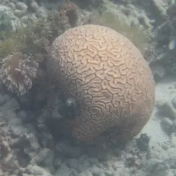 Brain Coral, photo 12
