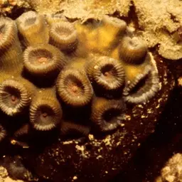 Brain Coral