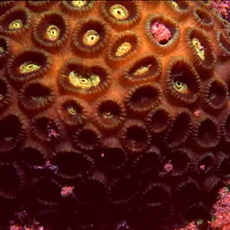 Brain Coral, photo 2