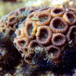 Brain Coral, photo 3