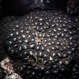 Brain Coral, photo 4