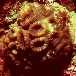 Brain Coral, photo 5