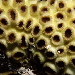 Brain Coral, photo 6