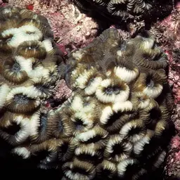 Brain Coral, photo 7