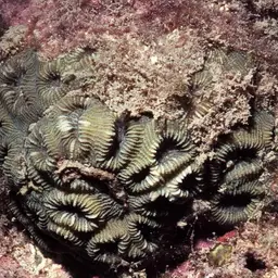 Knob Coral, photo 1