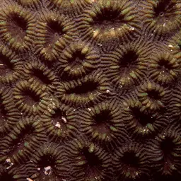 Knob Coral, photo 2
