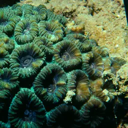 Knob Coral, photo 3