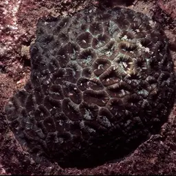 Knob Coral, photo 4