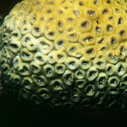 Knob Coral, photo 5