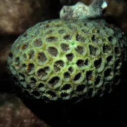 Knob Coral, photo 6