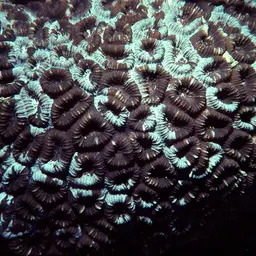 Knob Coral, photo 7