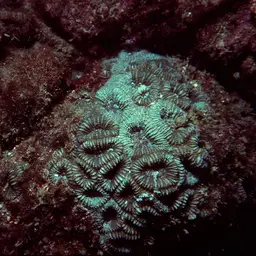 Knob Coral, photo 8