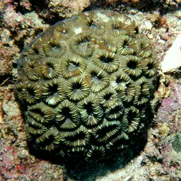 Knob Coral, photo 9