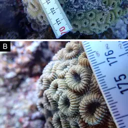Knob Coral, photo 10