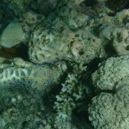 Starry Cup Coral, photo 1