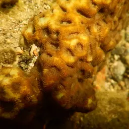 Starry Cup Coral, photo 2