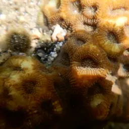 Starry Cup Coral, photo 3