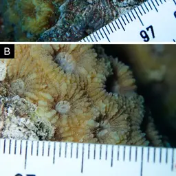 Starry Cup Coral, photo 4