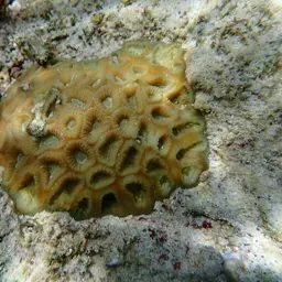 Head Coral, photo 1