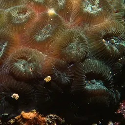 Head Coral, photo 2