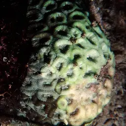 Head Coral, photo 3