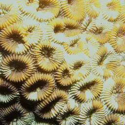 Head Coral, photo 4