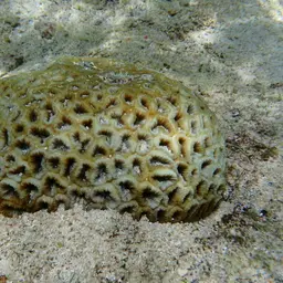 Head Coral, photo 5