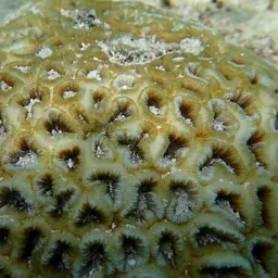 Head Coral, photo 6