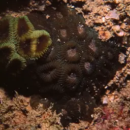 Head Coral, photo 7