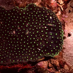 Head Coral, photo 8