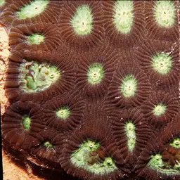 Head Coral, photo 9