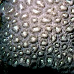 Head Coral, photo 10
