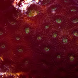 Head Coral, photo 11
