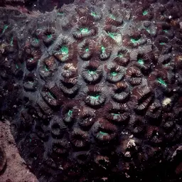 Head Coral, photo 12