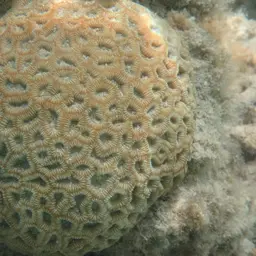 Knob Coral, photo 1