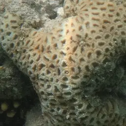 Knob Coral, photo 2