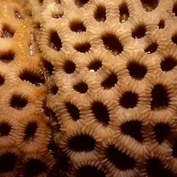 Knob Coral, photo 3