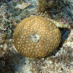 Knob Coral, photo 4