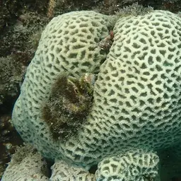 Knob Coral, photo 5