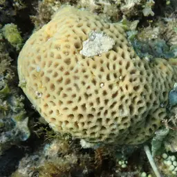 Knob Coral, photo 6