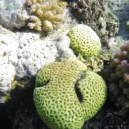Knob Coral, photo 7