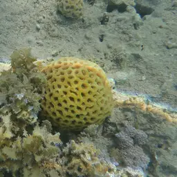 Knob Coral, photo 8