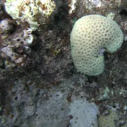 Knob Coral, photo 9