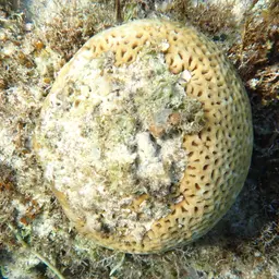 Knob Coral, photo 10