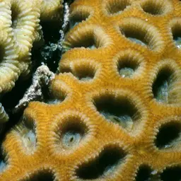 Knob Coral, photo 11